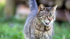 Котка бременност: термин, знаци и компетентни грижи